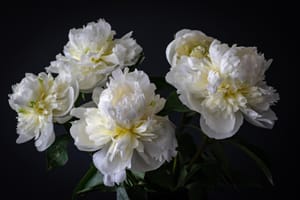 White Peonies