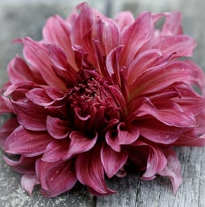 Dahlia "Islander"