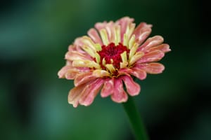 Zinnia "Queen Red Lime"