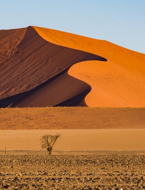 The Lone Tree