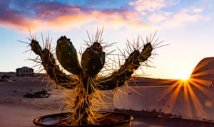 A Cactus at Kolmanskop