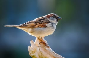 Sparrow