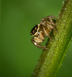 Jumping spider