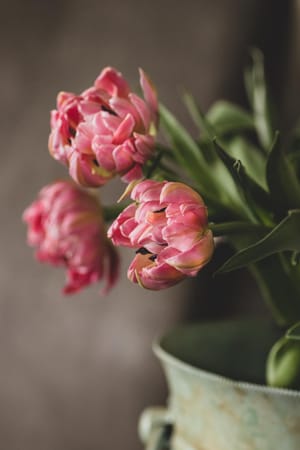 Vintage Tulips