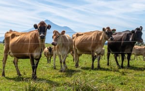 Curious Cows