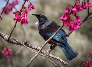 The Beautiful Tui