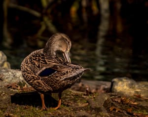 Little Brown Duck