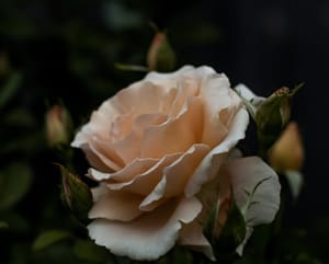 Apricot Rose