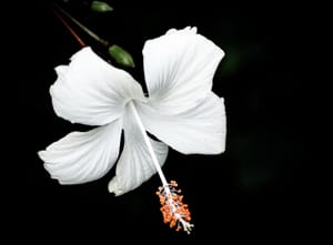 White Hibiscus