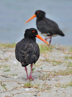 Variable Oystercatchers at Mangawhai Heads