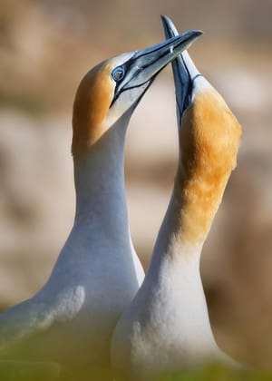 Gannets fencing