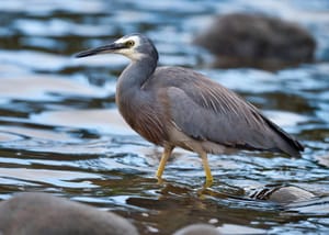 White-Faced Heron Wading