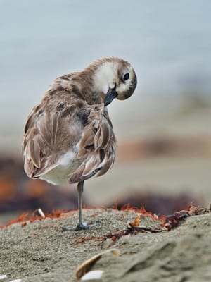 Dotterel preening