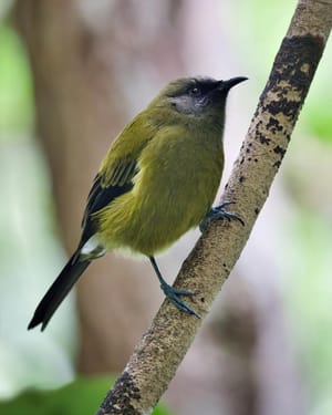 New Zealand Bellbird