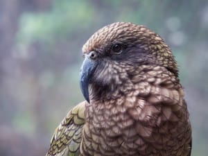 Kea