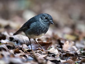 Toutouwai