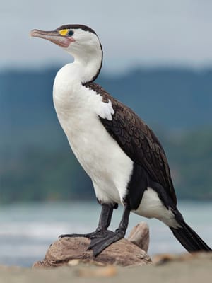 Kāruhiruhi