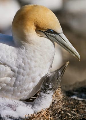 Gannet and chick