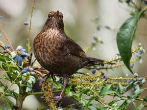 Blackbird