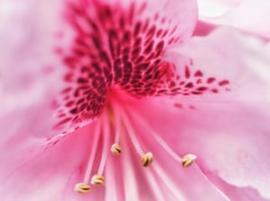 Pink Rhododendron Flower