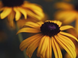 Rudbeckia