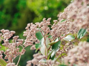 Golden Tainui flower buds