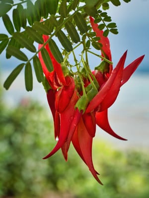 Kakabeak flower