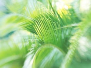 Backlit fronds