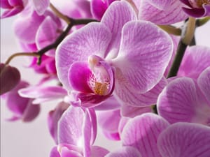 Orchid