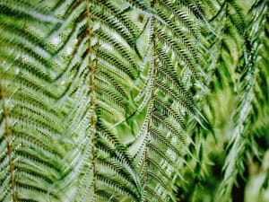 Fern fronds