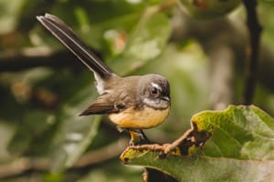 Piwakawaka, New Zealand Fantail