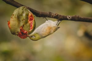 Tauhou Silvereye Eating Fig