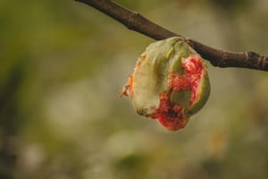 Fig Tree Fruit