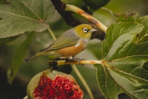 Tauhou Silvereye