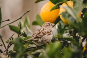 Sparrow in Lemon Tree