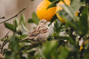 Lemon tree visitor