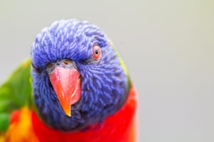 Rainbow Lorikeet