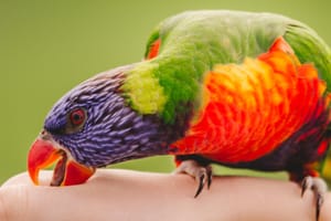 Rainbow Lorikeet