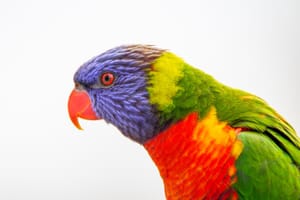 Rainbow Lorikeet