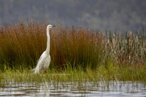 White Heron Mahinapua