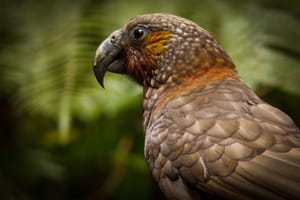 Kākā - Bush Parrot