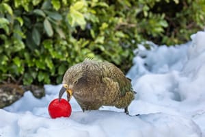 Kea Arthurs Pass