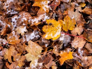 Leaf fall