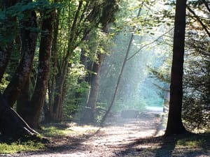 Morning walk