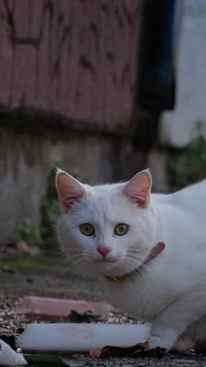 Eye contact