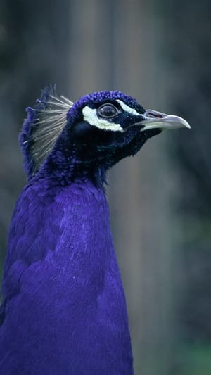 Judging Eye