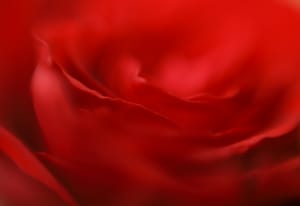 My love is like a red, red rose