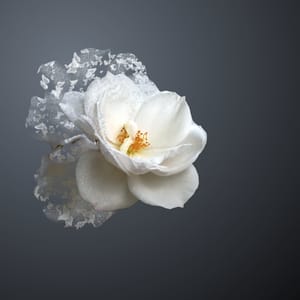 White rose and butterflies