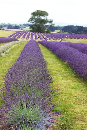 Lavender fields