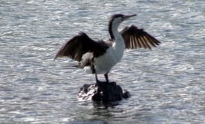 The stillness of a bird